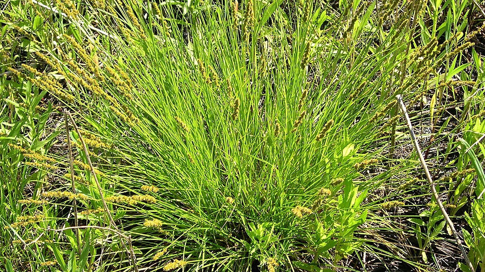 Sedge, Fox - Carex vulpinoidea