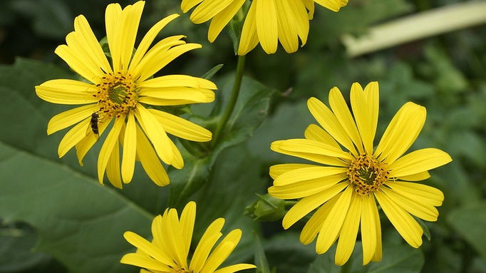 Cup Plant - Silphium perfoliatum