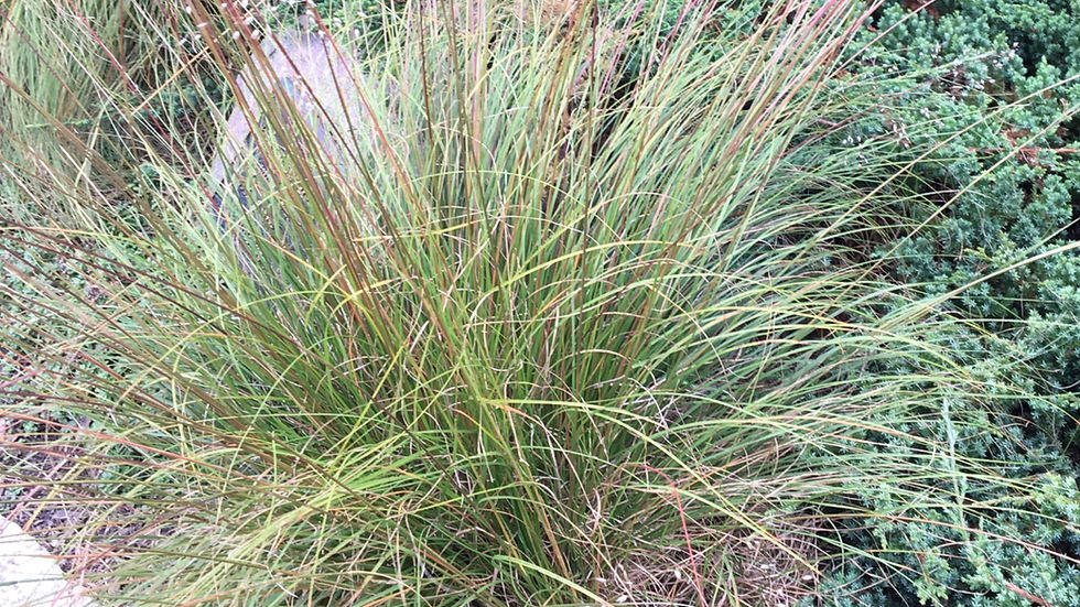 Grass, Prairie Dropseed - Sporobolus heterolepis