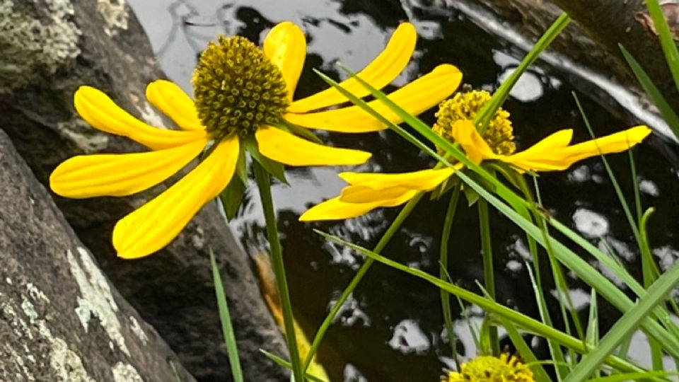 Coneflower, Cutleaf - Rudbeckia laciniata