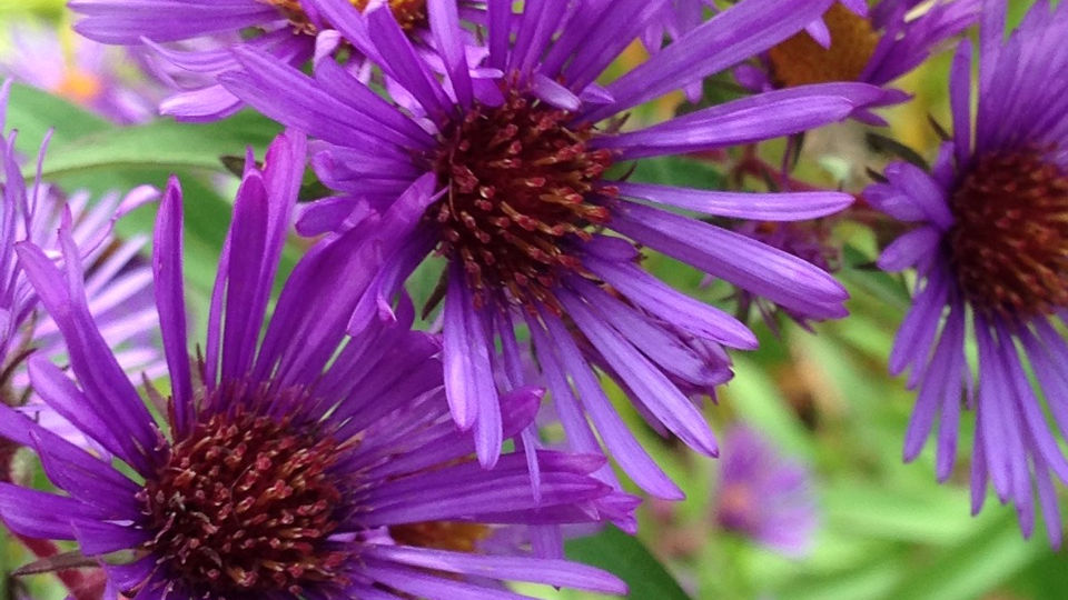 New England Aster Quart