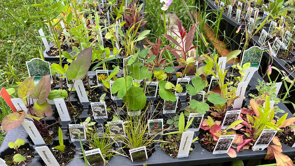 Shade Garden Kit