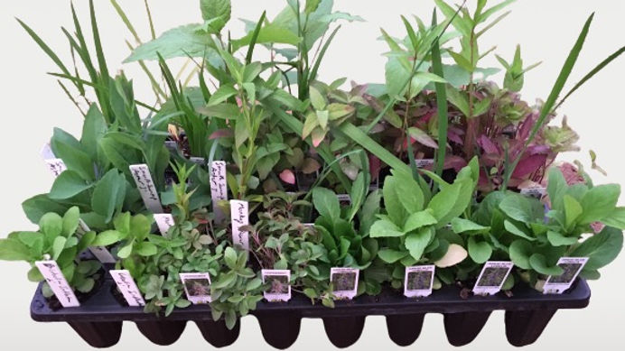 Rain Garden Kit