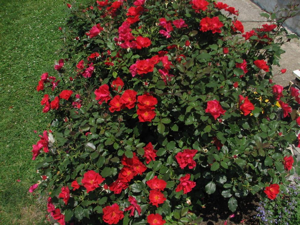 780 Miracle on the Hudson Rose