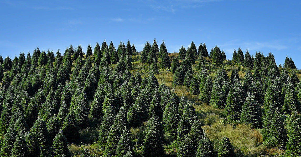 822-1 Frasier Fir Plugs (Packed In Units of 25 Plugs)