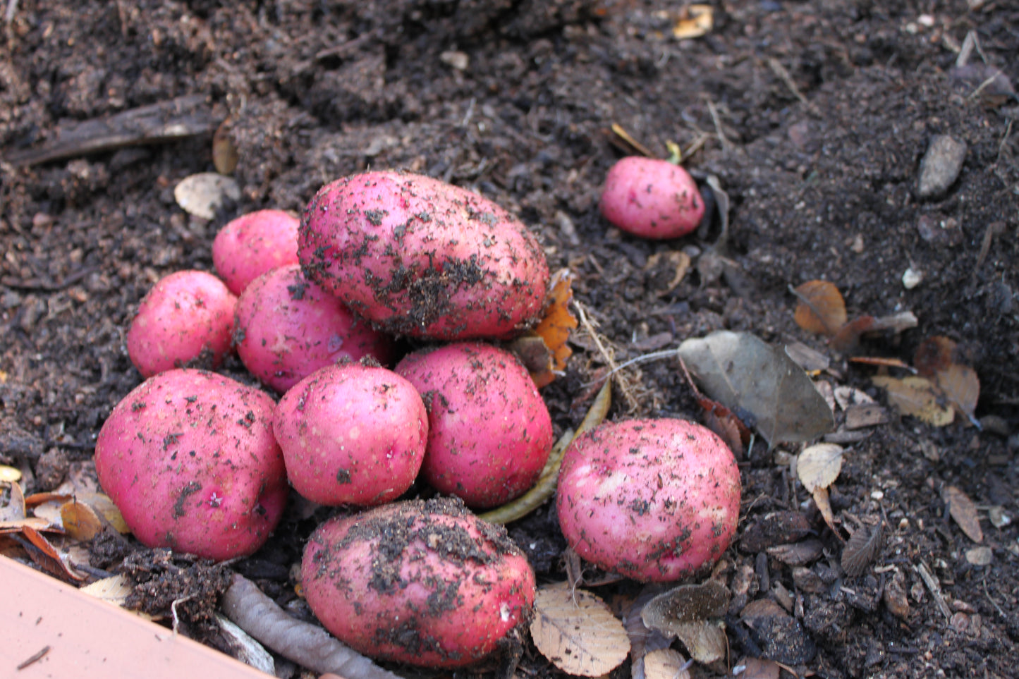 686 Red La Soda Seed Potato