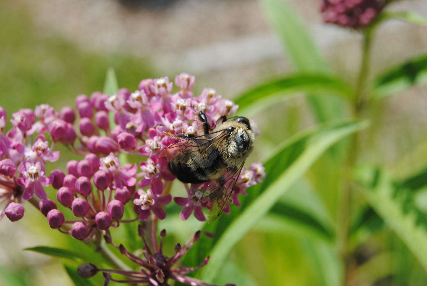 Pollinator Garden Kit