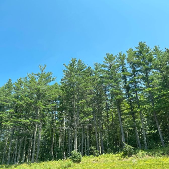 800-1 Red Pine Plugs (Packed In Units of 25 Plugs)