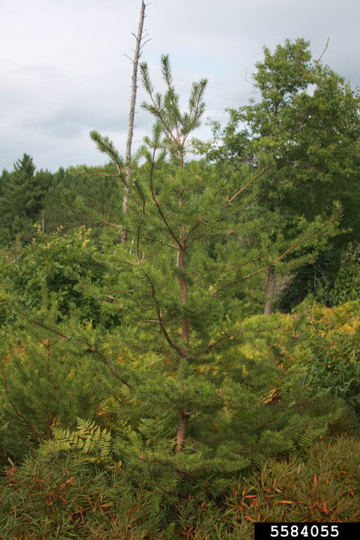 804-1 Jack Pine Plugs (Packed In Units of 25 Plugs)