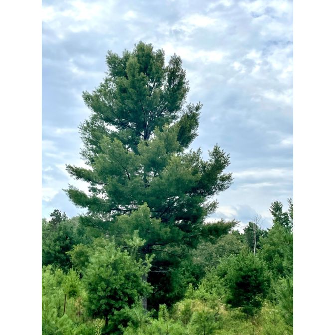 802-1 White Pine Plugs (Packed In Units of 25 Plugs)