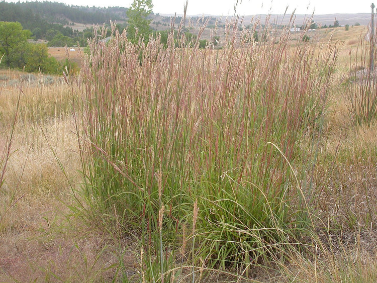 Native Grasses
