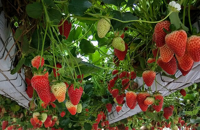 Strawberry Plants