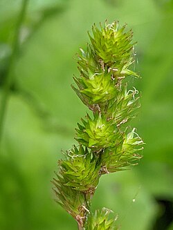 Native Sedges