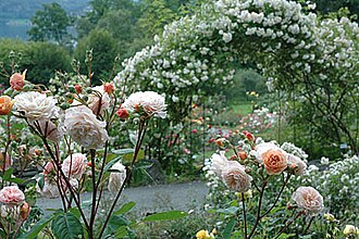 All Landscaping Plants