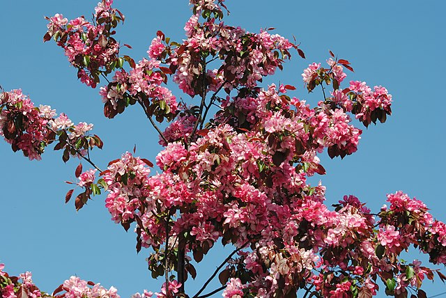 Crabapple Trees