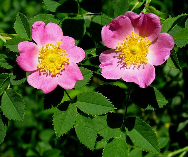 Native Roses