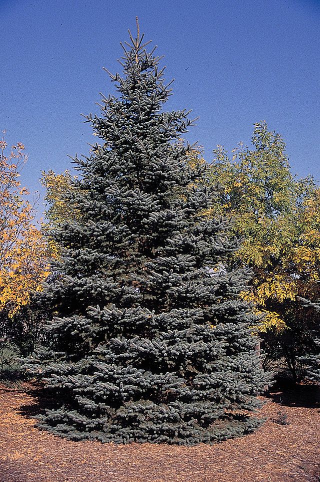 Conifer Trees