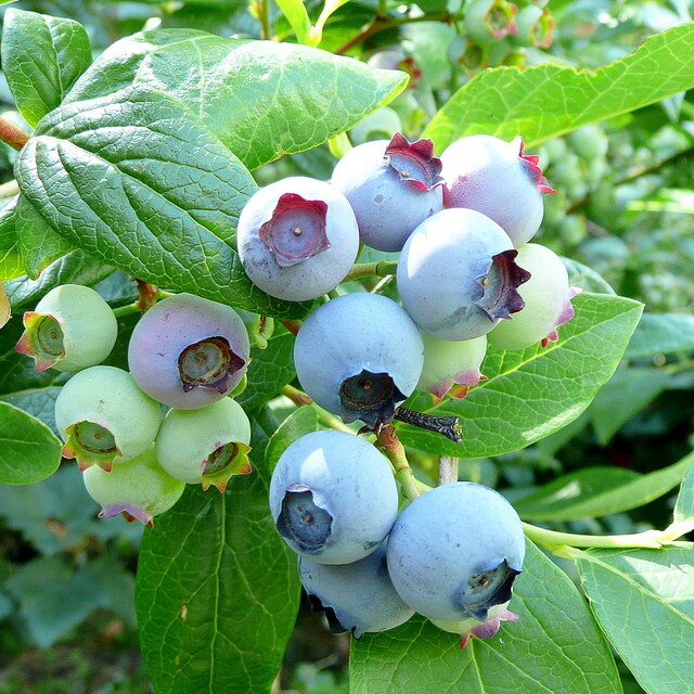 Blueberries