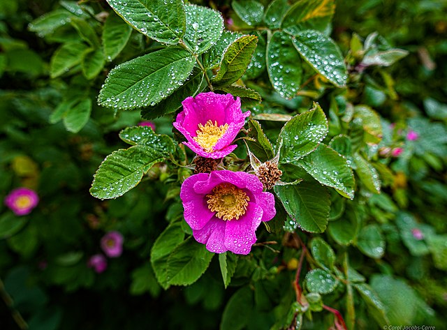 Native Rose
