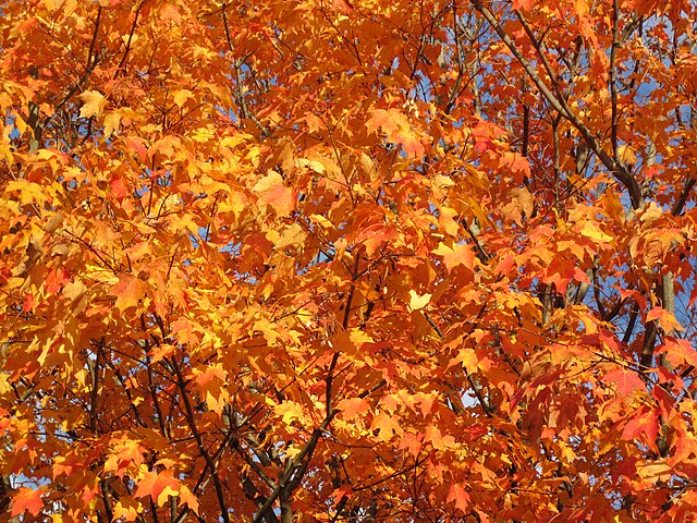 Maple