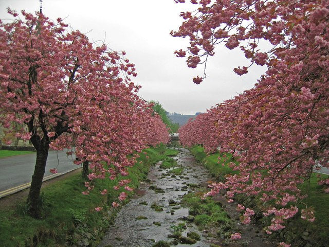Other Fruit Trees