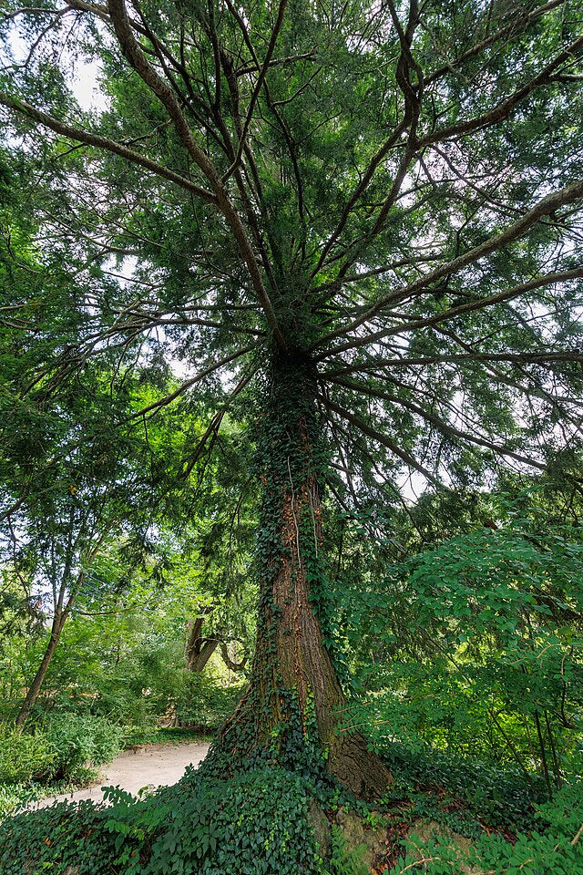 Hemlock Plugs