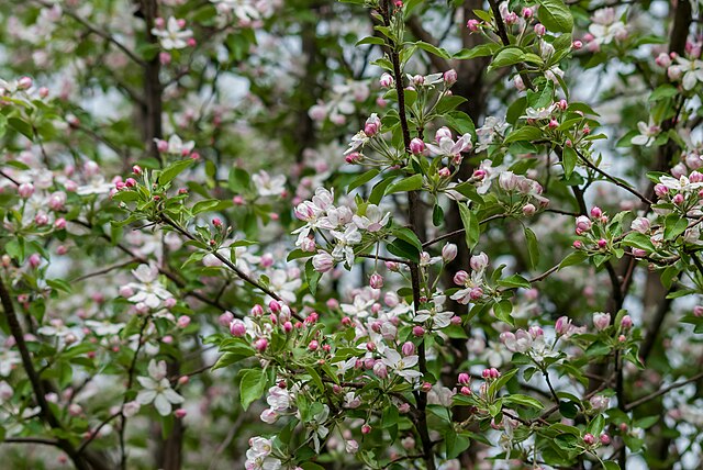 Apple Trees