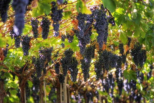 Grape Vines