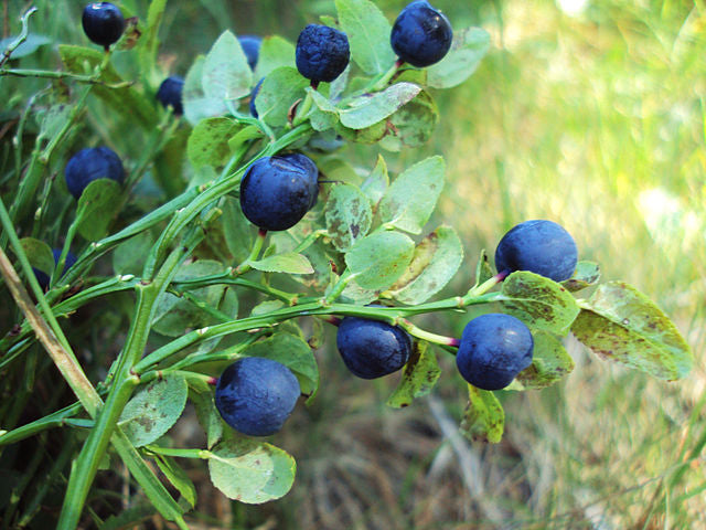 Blueberry Plants