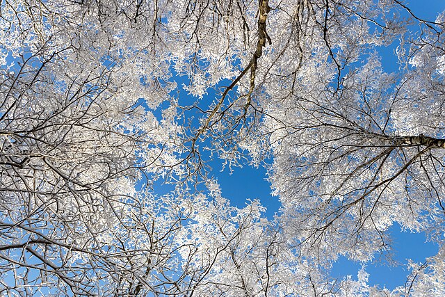 Birch