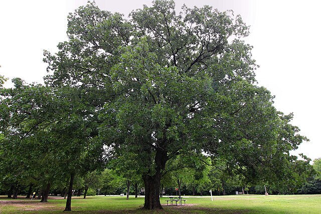 Oak
