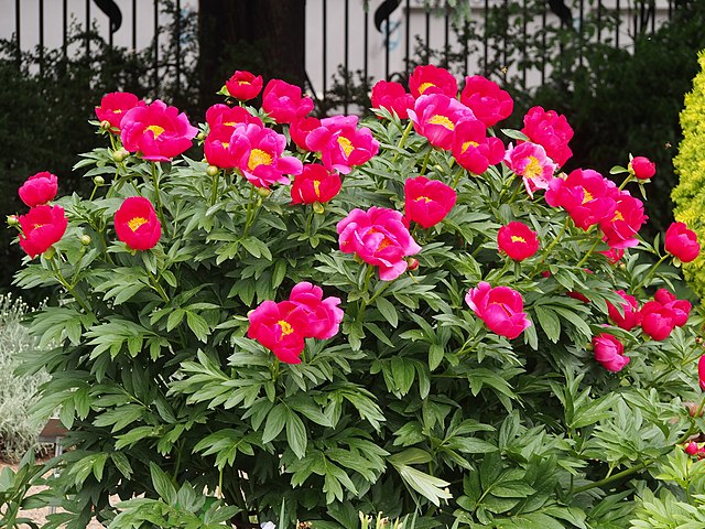 Peony Plants