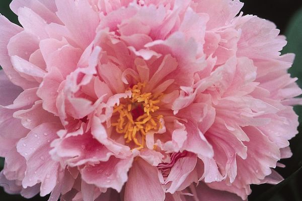 Peony
