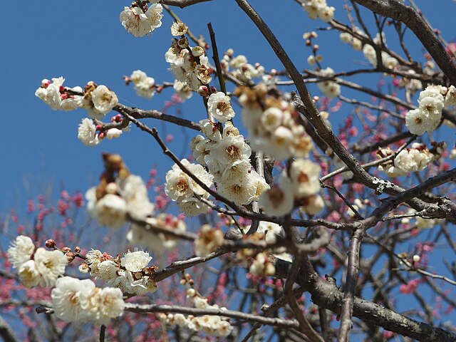 Plum Trees