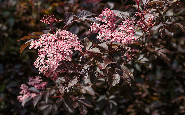 Yard Plants for Landscaping