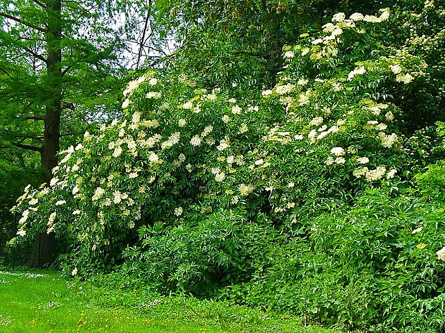Elderberry Bushes