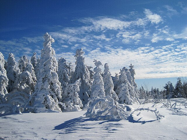 Spruce Plugs