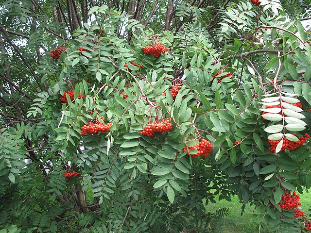 UP Native Trees & Bushes