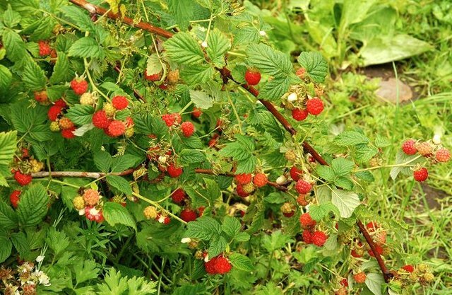 Raspberry & Blackberry Bushes