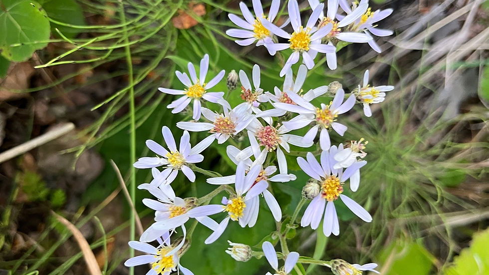 Native Asters