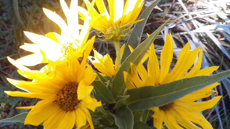 Native Sunflowers