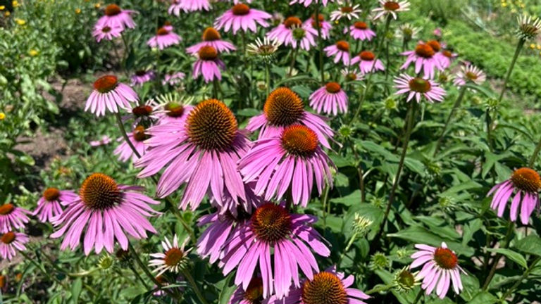 Native Coneflowers