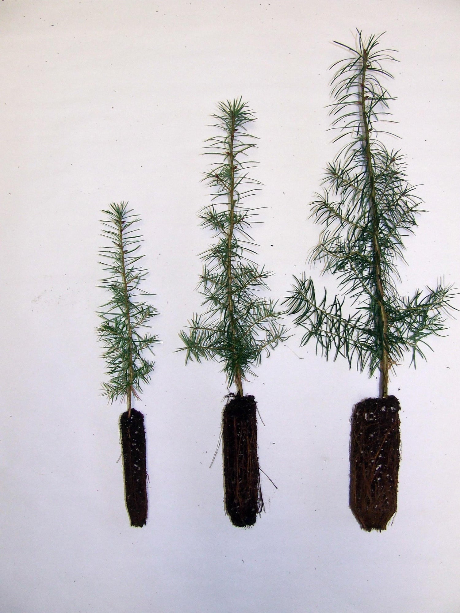 Tree Plugs for Reforestation and Wildlife