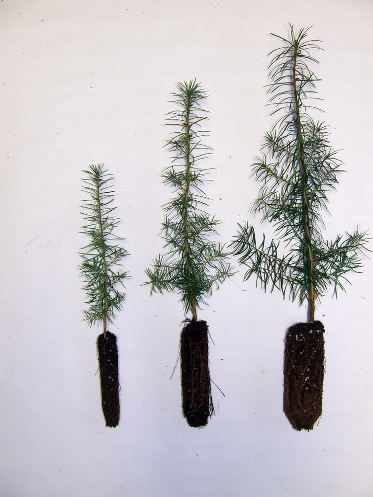 Tree Plugs for Reforestation and Wildlife