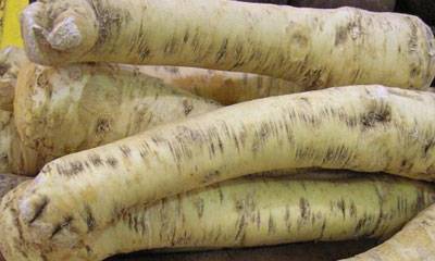 Horseradish