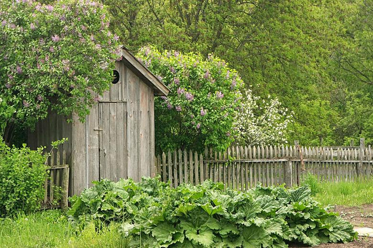Lilac Bushes