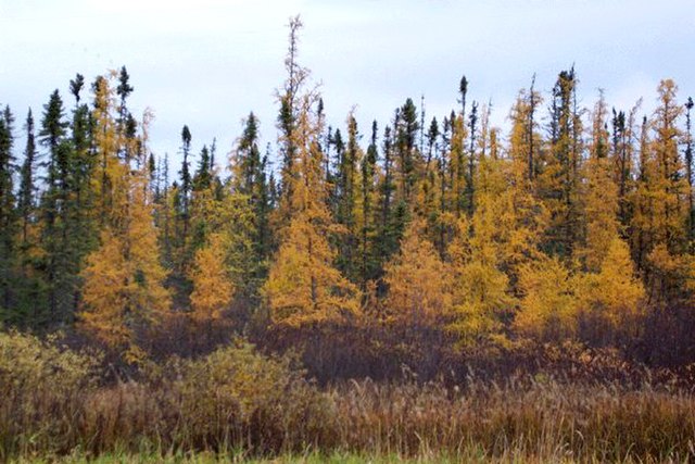 Tamarack Plugs