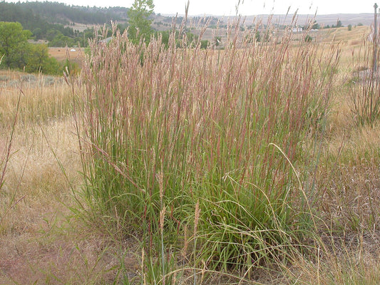 Grass, Big Bluestem - Andropogon gerardii