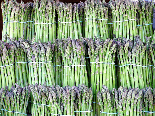 640-10 Jersey Giant Asparagus (Pack of 10)