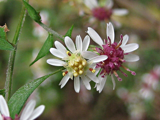 Aster, Calico - Symphyotrichum lateriflorum